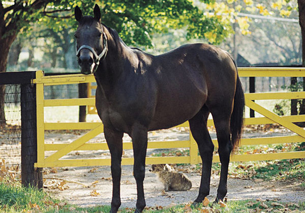 Buckpasser - Claiborne Farm