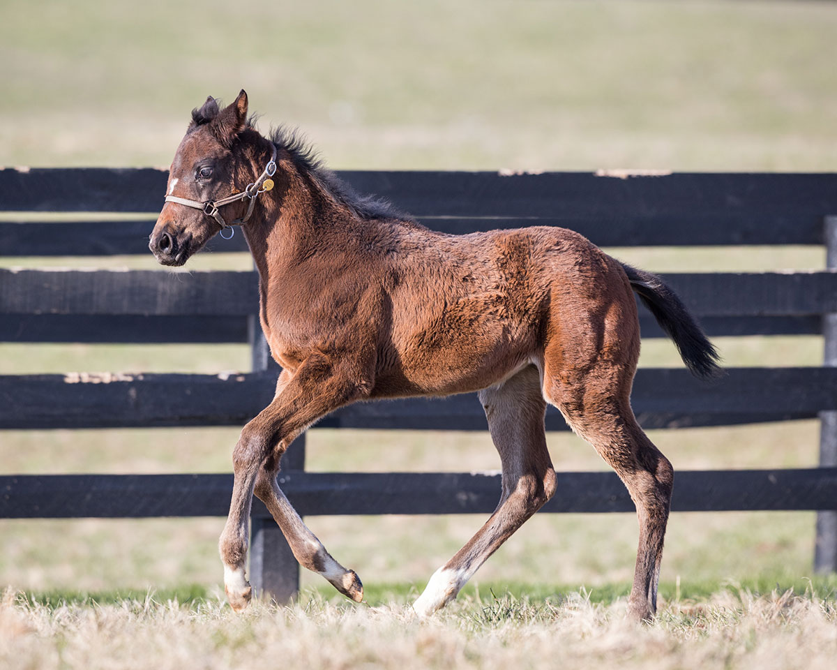 Runhappy - Claiborne Farm