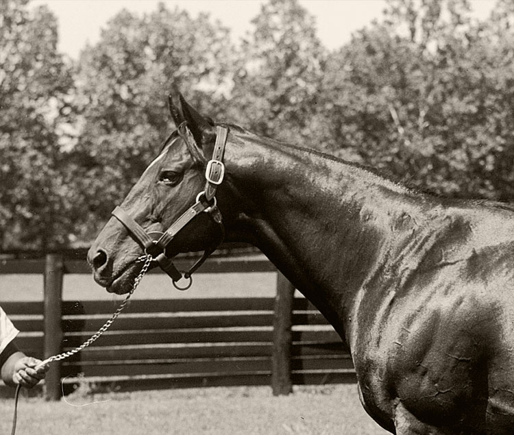 Bold Ruler Conformation Photo 8" x 10-24" x 30" 