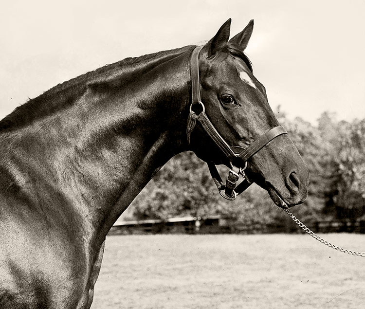 Bold picture. Болд рулер лошадь. Назрулла лошадь. Неарко лошадь. Nearco линия лошадей.