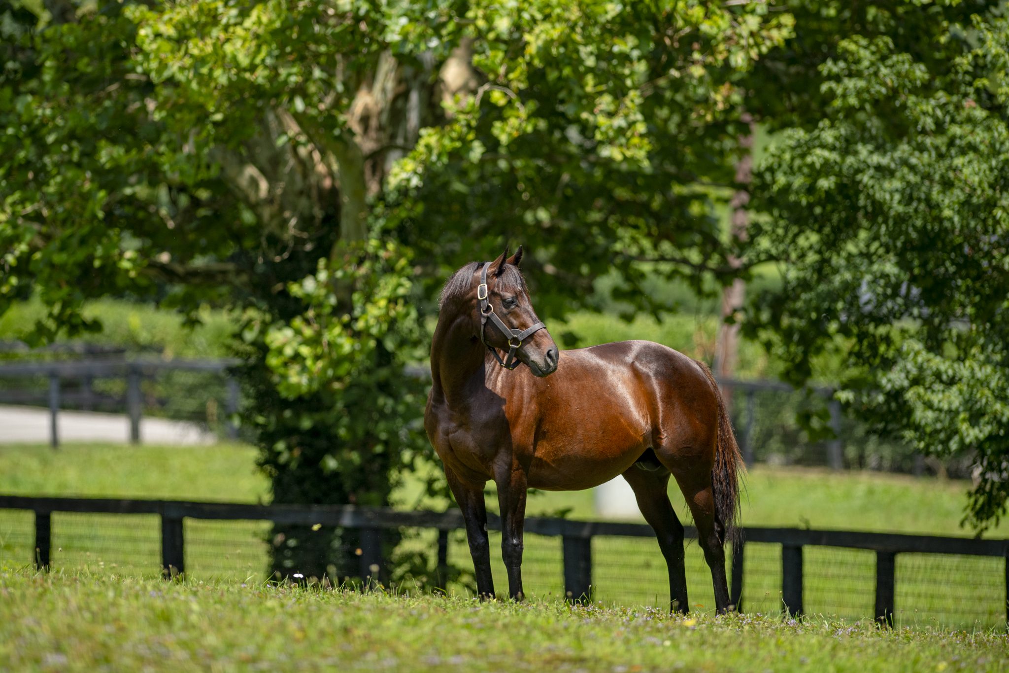 Churchill Downs Names New Stakes Race After Blame Claiborne