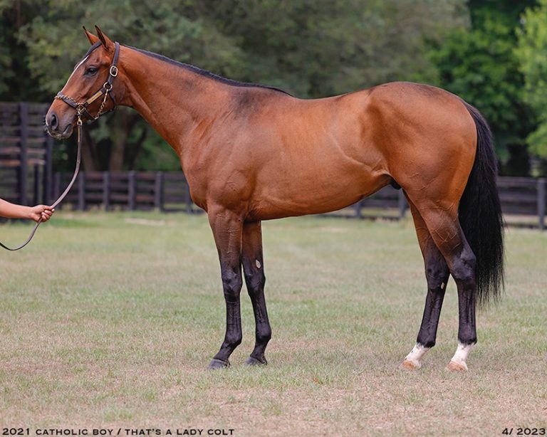 catholic-boy-trio-on-offer-at-fasig-tipton-midlantic-claiborne